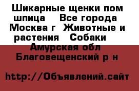 Шикарные щенки пом шпица  - Все города, Москва г. Животные и растения » Собаки   . Амурская обл.,Благовещенский р-н